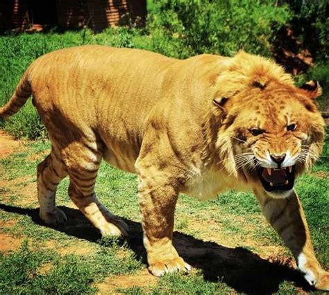 Liger Fact - There are more than 120 ligers in the world. The liger ...