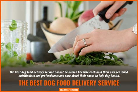 8 Fresh Dog Food Delivery – Services, Cost & Benefits (Pet Plate, Ollie...)