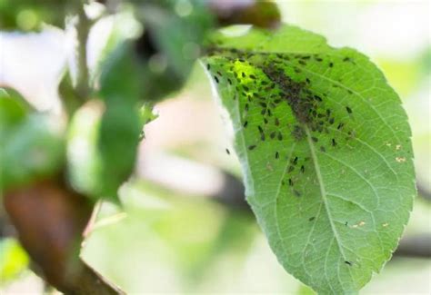 Using Diatomaceous Earth (DE) As an Organic Insecticide in Your Garden