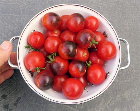 Variety Spotlight: Midnight Snack Tomato | Happy Acres Blog