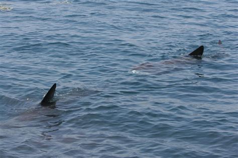 How to watch Basking Sharks in Ireland | Irleand's Wildlife