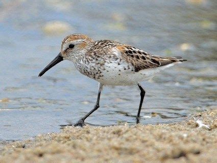 Western Sandpiper Identification, All About Birds, Cornell Lab of Ornithology | Coastal birds ...