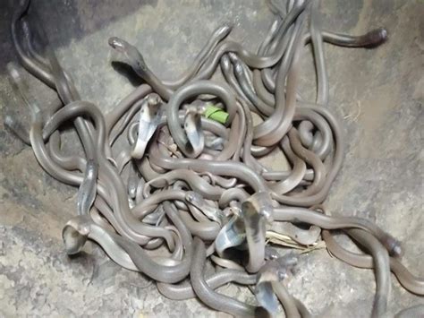 Incredible: 111 baby cobras found in house, narrow escape for family | News - Times of India Videos