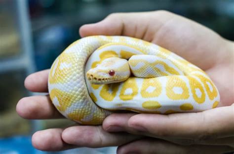 Pet Snakes That Stay Small | PetMD