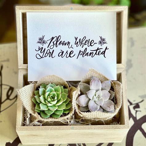 Succulent Gift Box Thank you gift Plant Gifts for Birthday | Etsy