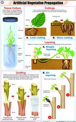 Full Color Art Paper Laminated Artificial Vegetative Propagation For Botany Chart at Rs 160 in ...