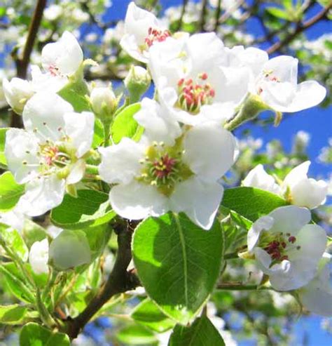 Pear Tree Flowers Picture