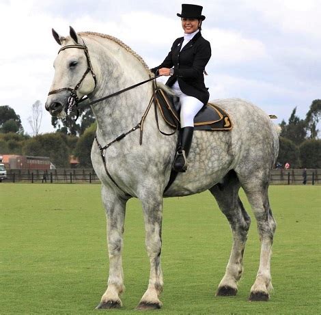 11 Interesting Facts About the Percheron Horse Breed