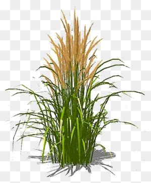 Grass Clipart Transparent Free Images - Tall Grass Clipart - Free ...