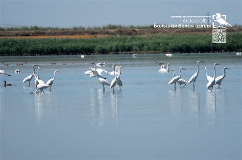 Ardea alba on Behance