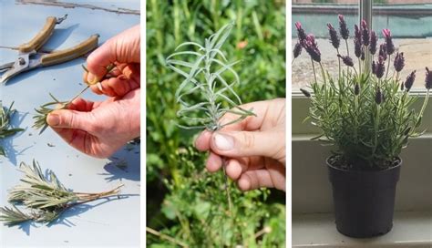 How To Grow Lavender From Cuttings