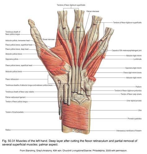 Left Hand Tendons Diagram | Online Wiring Diagram