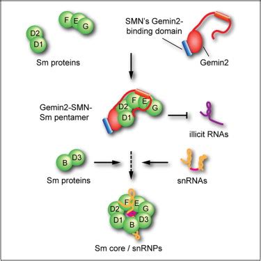 SMN Complex Proteins