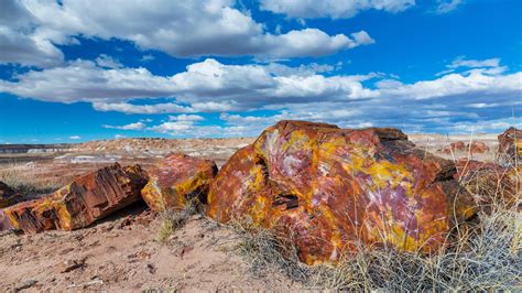 Petrified Forest National Park