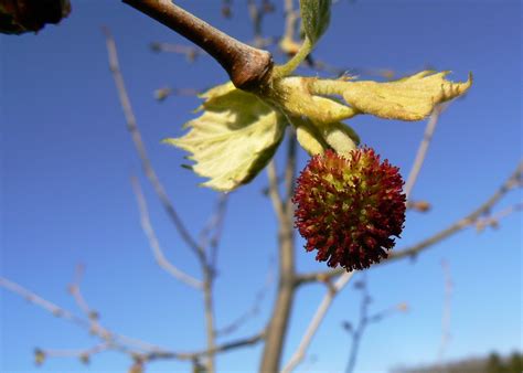 Sycamore Flower by Harold Ester | Trees to plant, Plants, Flowers