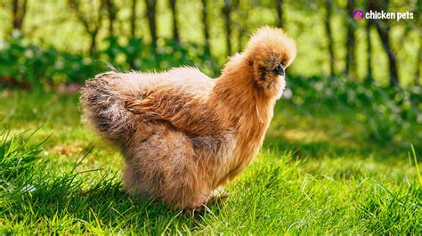 Silkie Chicken Breed. What is it? - Chicken Pets