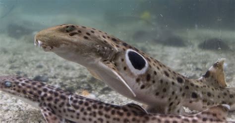 Epaulette Shark · Tennessee Aquarium