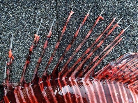 Lionfish stings - first aid and treatment - Lionfish Hunting