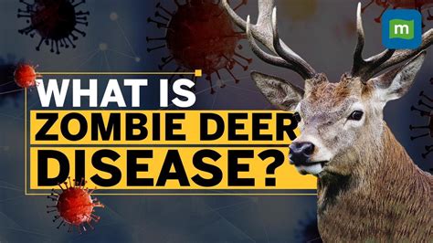 Zombie Deer Disease Outbreak Raises Concerns After COVID | Should You Worry? - YouTube