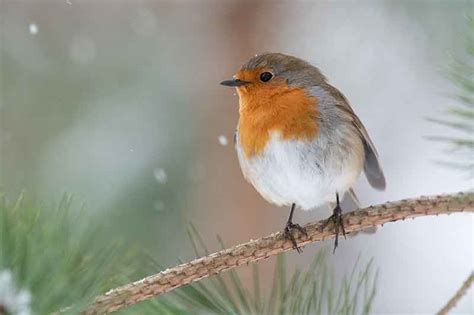 The Legend Of Robin Redbreast | Bird Spot