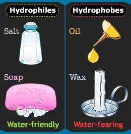 80 Best of What Are Hydrophilic And Hydrophobic Substances - insectza