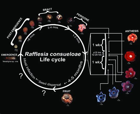 Life cycle of Rafflesia consueloae. The mechanism for seed dispersal ...