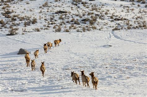 Fewer Elk Counted This Year On Yellowstone's Famous Northern Range—But ...