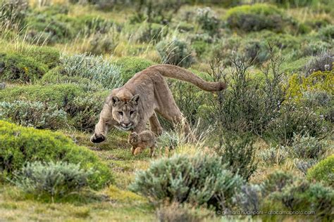 Wildlife of Patagonia Chile and Argentina – atacamaphoto