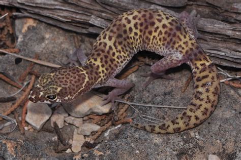 Texas Banded Gecko Facts and Pictures