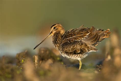 Common snipe | Bird, Animals, Common