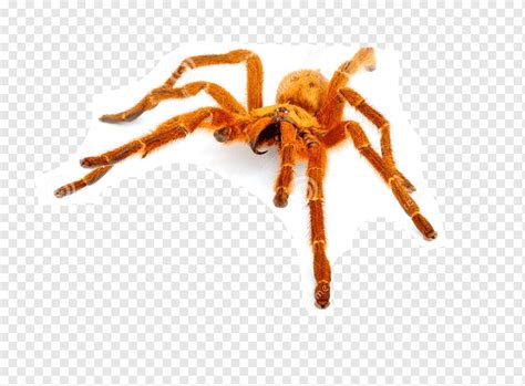 King baboon spider Pterinochilus murinus Psalmopoeus irminia Venom, spider, orange, insects ...