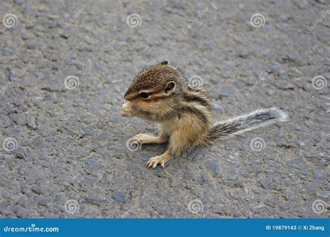 Squirrel Eating Nut Stock Photography | CartoonDealer.com #78587744