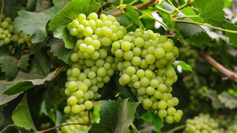 21 Types Of Grapes To Know, Eat And Drink