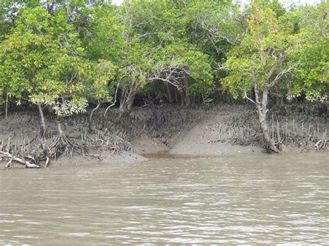 Sundarbans National Park - Simple English Wikipedia, the free encyclopedia