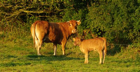 File:Logonna-Daoulas, vache Limousine et son veau à Roudourou.JPG ...