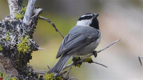 Birds of the Lake Tahoe Basin - Best Lakes Near Me