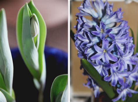 tulips and hyacinths