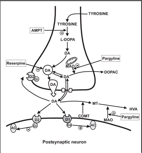 Atypical Antipsychotics Mechanism Of Action