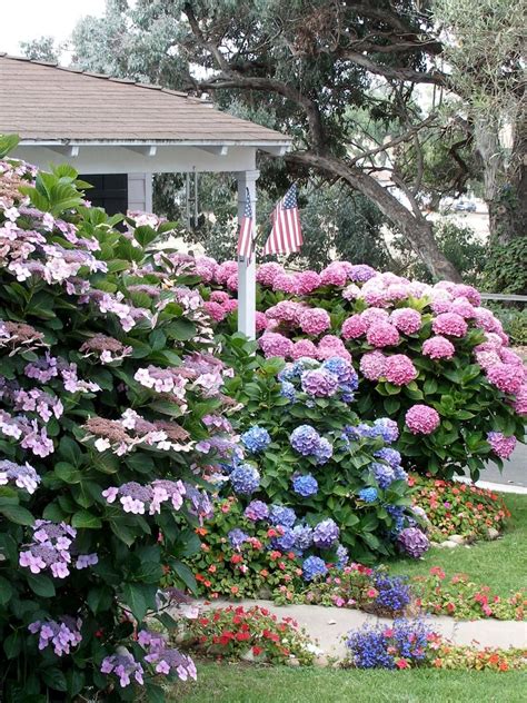 Flowering Shrubs for Shade | Shade landscaping, Flowering shrubs for shade, Shade shrubs