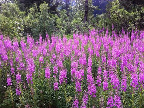 Alaskan Wildflowers - WILD ALASKA - 574LIFE - KATY COUNTRYMAN GRANT