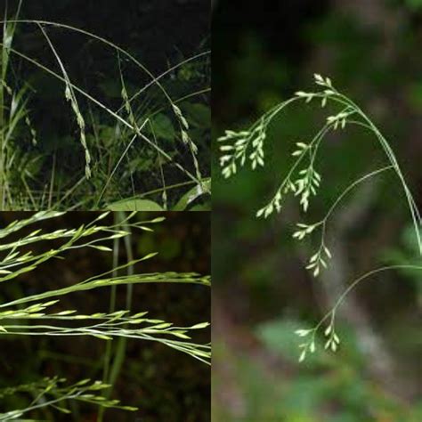 Seeds for planting, Festuca subverticillata seeds, nodding fescue ...