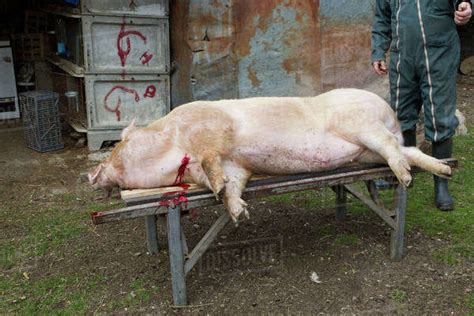 Slaughtered pig - Stock Photo - Dissolve