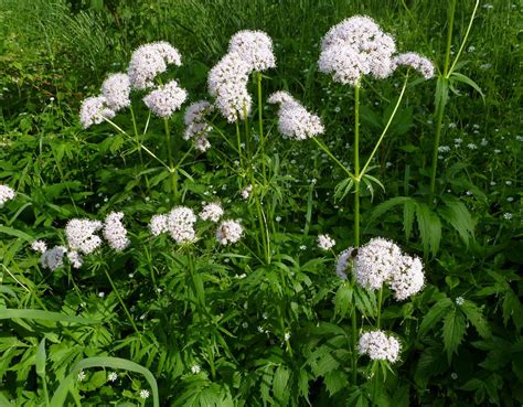 How to Grow Valerian | Growing Valerian | Balcony Garden Web