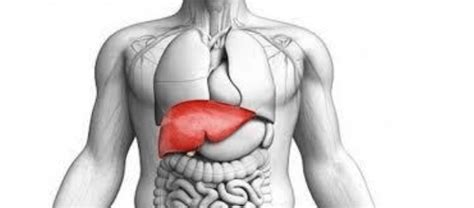 Introduction to Liver Transplant