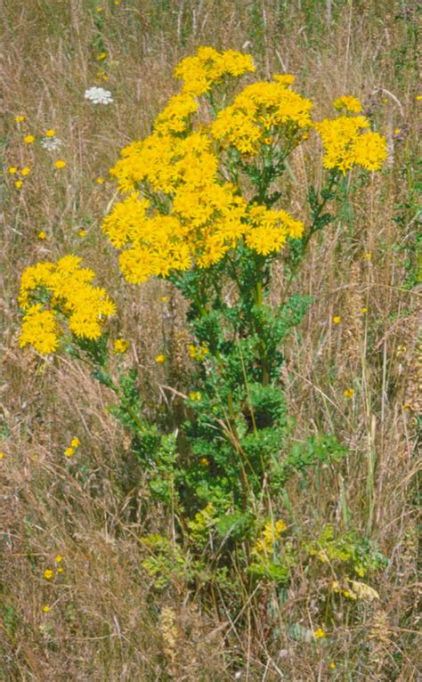 July Invasive Weed of the Month: Tansy Ragwort - Clackamas SWCD