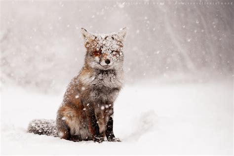 30 Adorable Photos Of Foxes In The Snow - 500px