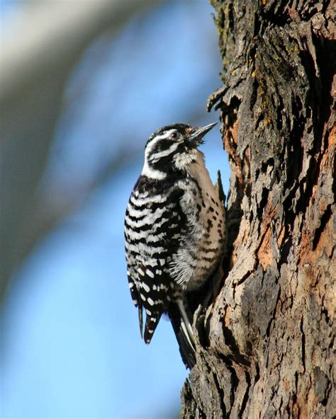 Nuttall's Woodpecker 2 Free Photo Download | FreeImages