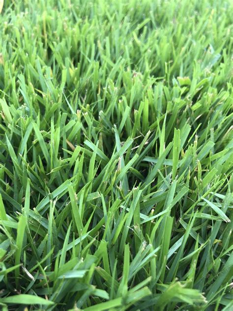 What type of grass is this? And variety??? | LawnSite™ is the largest and most active online ...