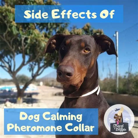 Side Effects Of Dog Calming Pheromone Collar – Travel With Doggie