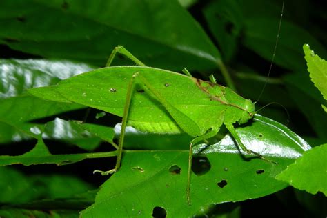 Phaneropterine green leaf katydid - a photo on Flickriver